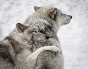 Two wolves - which do you feed for greater resilience?